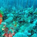 Underwater discovery rivals Great Barrier Reef